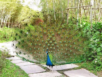 コーポレートセンター